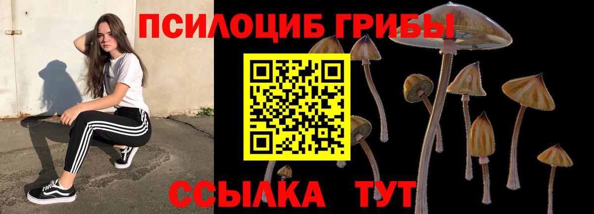 Борзя  Псилоцибиновые грибы Psilocybine cubensis  Вход с VPN 